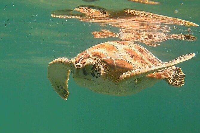 Swim with Turtles in Akumal + GoPro Photo Session - Weather and Cancellation Policy
