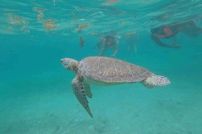 Swim with turtles + snorkelling + archaeological zone of Tulúm + cenote - Key Points