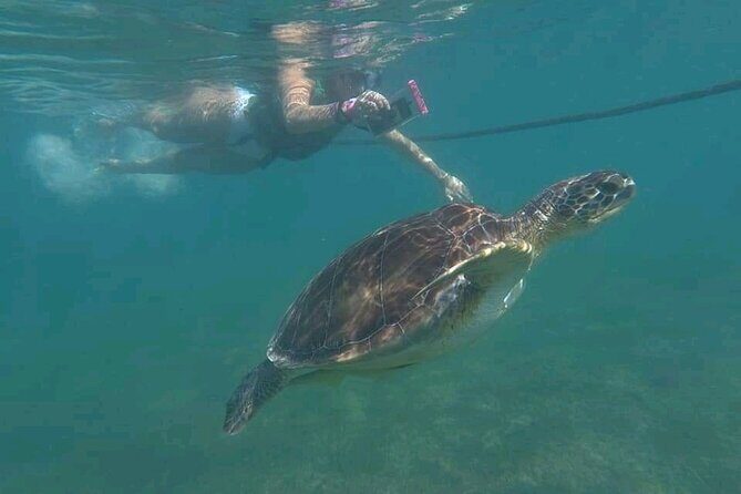 Swim with turtles + snorkelling + archaeological zone of Tulúm + cenote - What Do the Reviews Say?