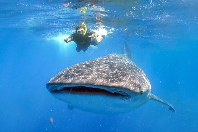 Swim with Whale Shark - Introduction