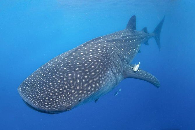 Swim with Whale Shark - Detailed Itinerary Breakdown