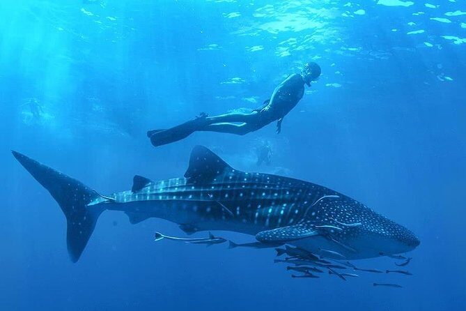 Swim with Whale Shark - What We Love & What to Consider
