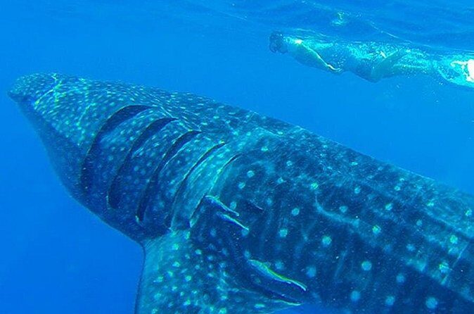 Swim with Whale Shark - FAQ