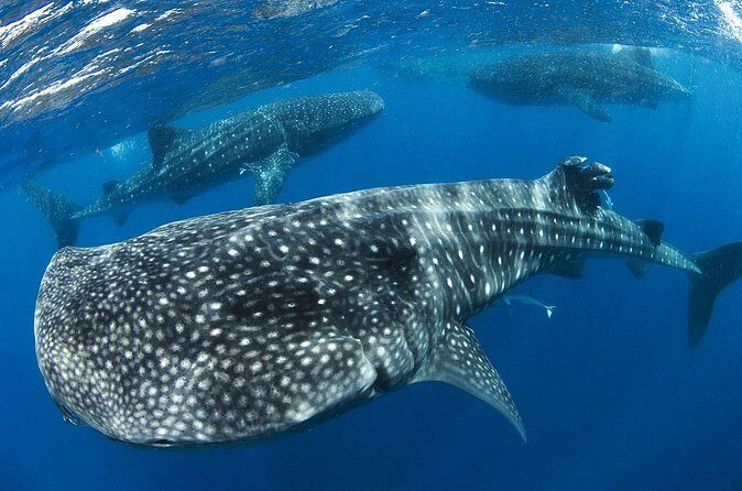 Swim with Whale Shark from Cancun - Who Is This Tour Best For?
