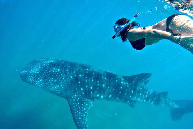 Swim with Whale Shark from Cancun - The Sum Up: Is This Tour Worth It?