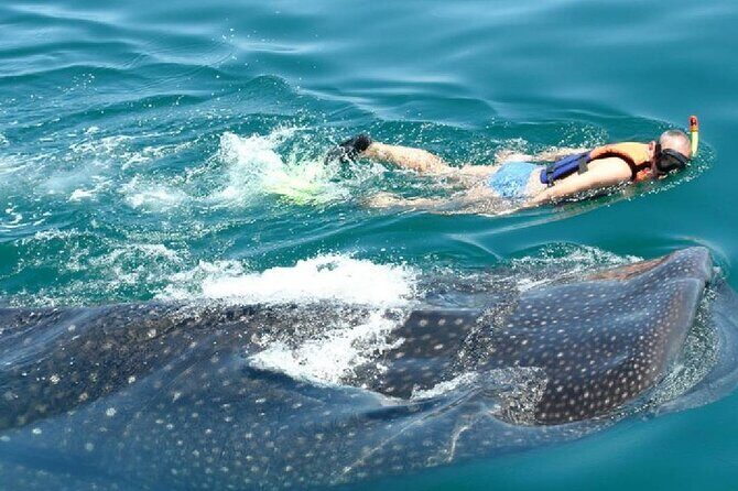 Swim with Whale Shark from Cancun - FAQ: Practical Questions About the Tour