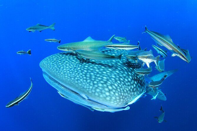 Swim with Whale Shark from Isla Mujeres and Cancun - What Makes This Tour Stand Out?