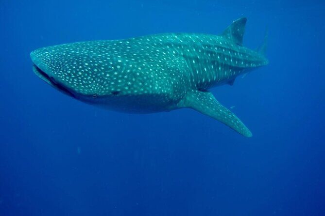 Swim with Whale Shark from Isla Mujeres and Cancun - Authentic Encounters and Real Feedback