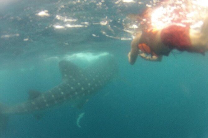 Swim with Whale Shark from Isla Mujeres and Cancun - Who Will Love This Tour?