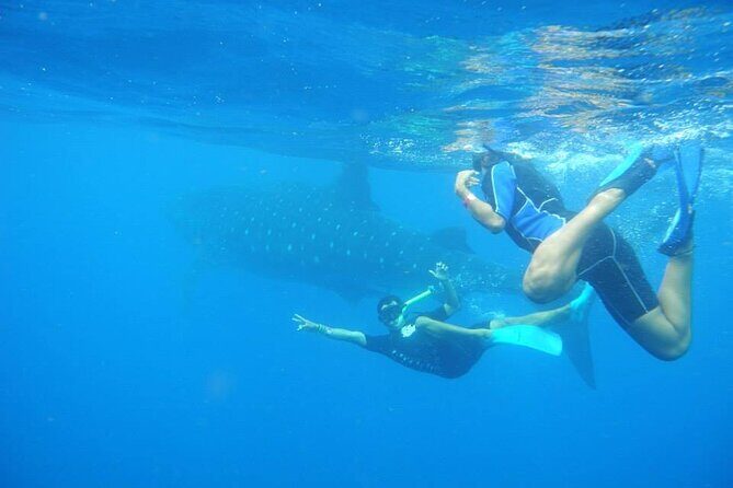 Swim with Whale Shark from Isla Mujeres and Cancun - FAQs