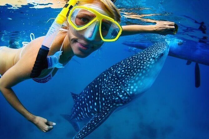 Swim with Whale Shark from La Paz - Key Points
