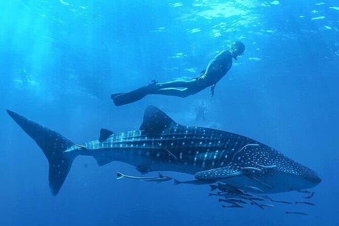 Swim with Whale Shark from La Paz - An In-Depth Look at the Experience
