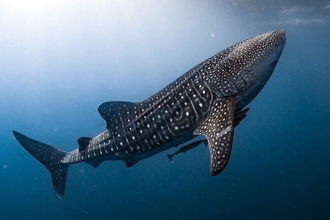 Swim with Whale Shark from La Paz - Who Should Consider This Experience