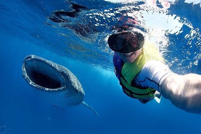 Swim with Whale Shark from La Paz - The Sum Up: Is It Worth It?