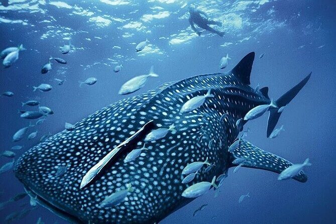 Swim with Whale Shark from La Paz - FAQs