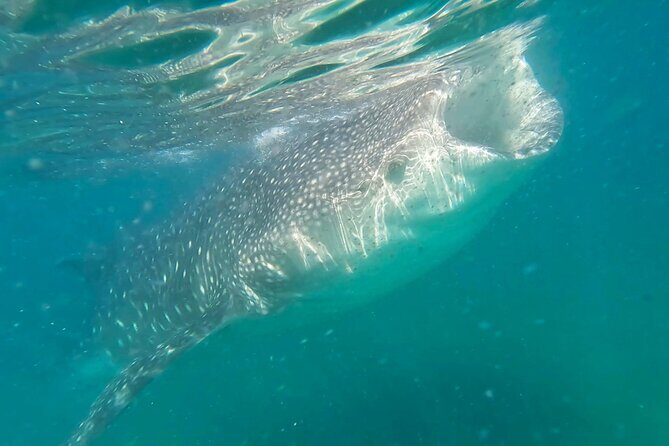 Swim with Whale Sharks #1 MUST DO IN LA PAZ - Key Points