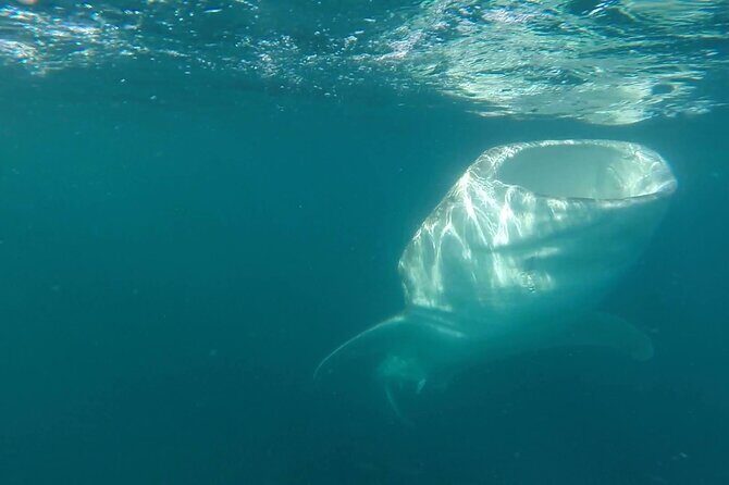 Swim with Whale Sharks #1 MUST DO IN LA PAZ - Discovering the Whale Shark Experience in La Paz