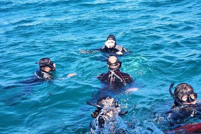 Swim with Whale Sharks in La Paz - Why This Tour Might Be Perfect for You