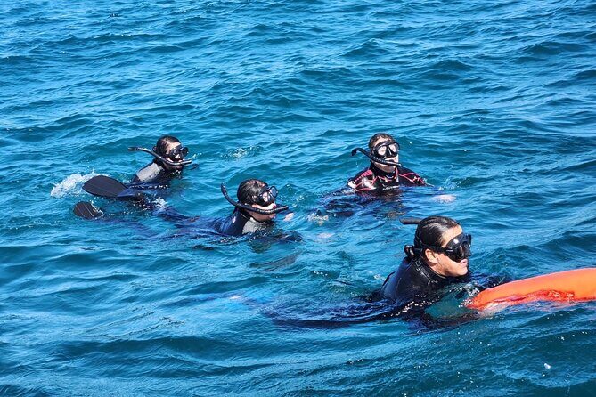 Swim with Whale Sharks in La Paz - Final Thoughts