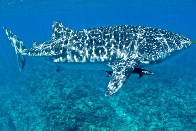 Swim with Whale Sharks in the Ningaloo Reef: 3 Island Shark Dive - An Overview of the Tour Experience