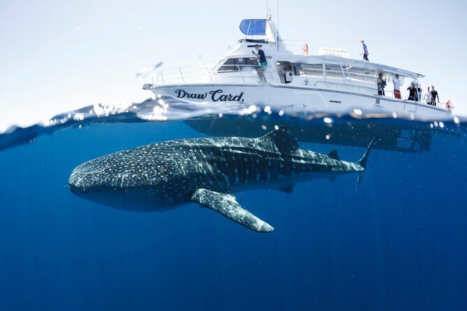 Swim with Whale Sharks in the Ningaloo Reef: 3 Island Shark Dive - FAQs