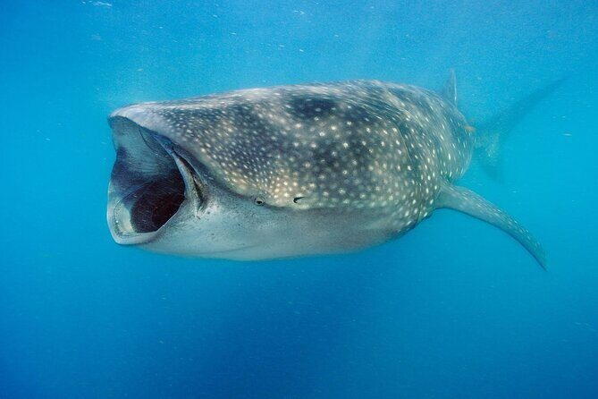 Swim with Whale Sharks & Isla Mujeres - Setting Out at Dawn: The Early Start and Transportation