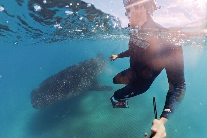Swim with Whale Sharks MORE TIME IN THE WATER Limit 12 per Group - The Itinerary: What You’ll Do and Why It Matters