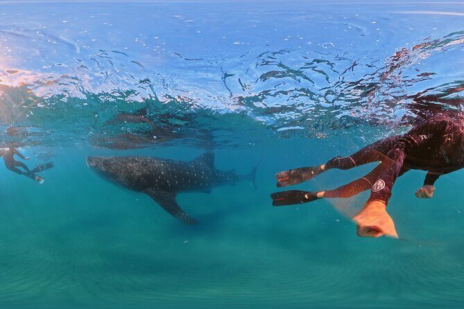 Swim with Whale Sharks MORE TIME IN THE WATER Limit 12 per Group - Who Should Book This Tour?