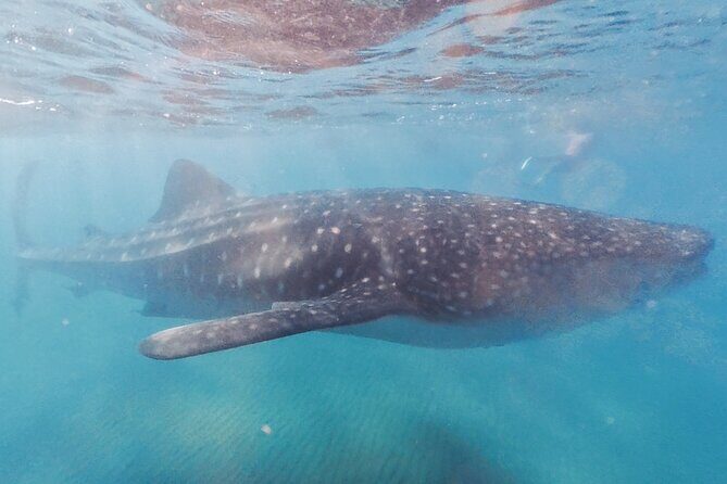 Swim with Whale Sharks MORE TIME IN THE WATER Limit 12 per Group - The Sum Up: Is It Worth It?