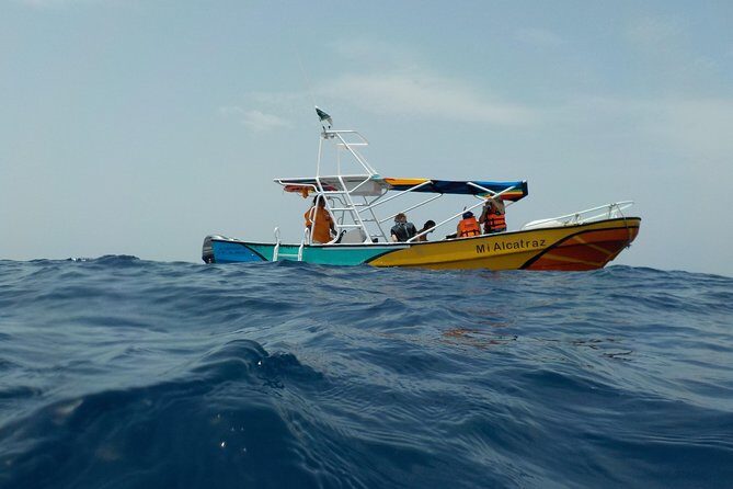 Swim with whale sharks on a private tour - What to Expect: A Step-by-Step Breakdown