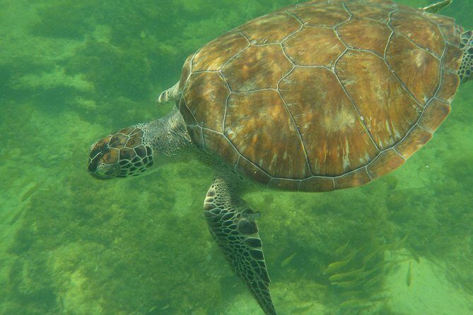 Swim with whale sharks on a private tour - Practical Tips for Travelers