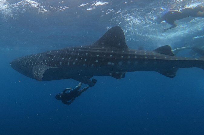 Swim with whale sharks on a private tour - FAQ