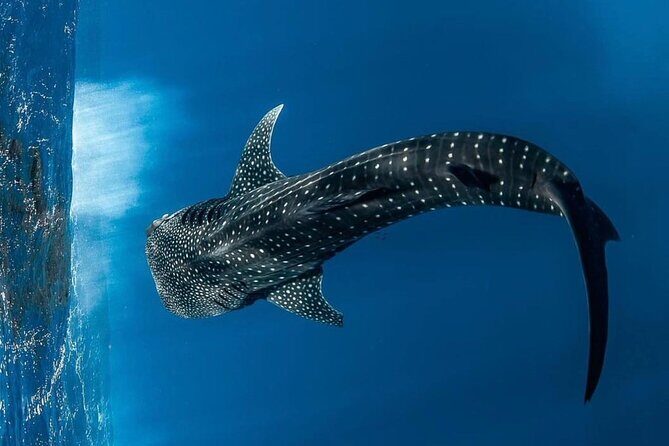 Swim with Whale Sharks Private tour from Playa del Carmen - Key Points