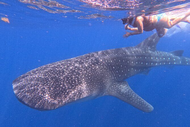 Swim with Whale Sharks Private tour from Playa del Carmen - Who Would Love This Tour?