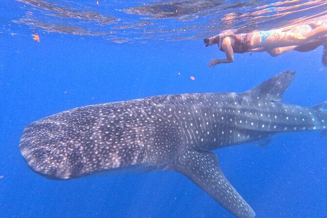 Swim with Whale Sharks Private tour from Playa del Carmen - Final Thoughts