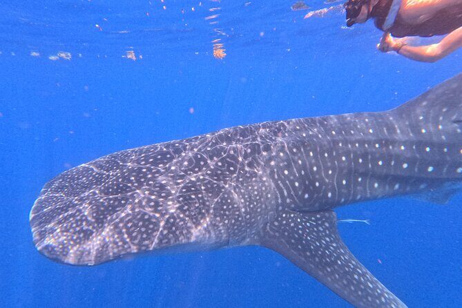Swim with Whale Sharks Private tour from Playa del Carmen - FAQ