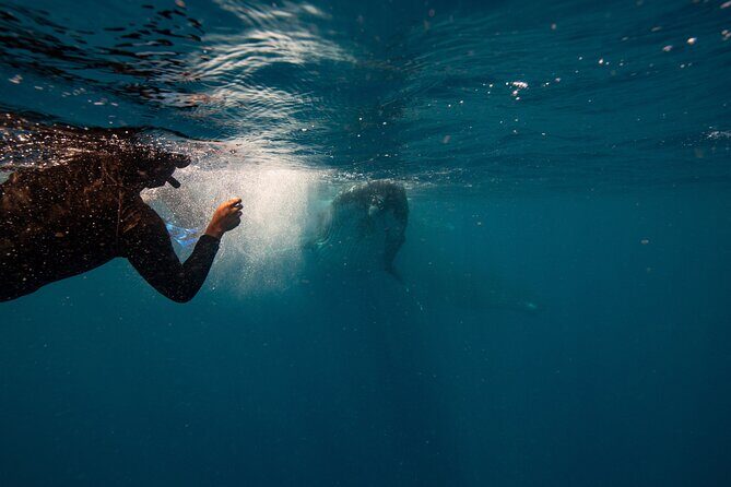 Swim with Whales Gold Coast - An Authentic Look at the Gold Coast Whale Tour