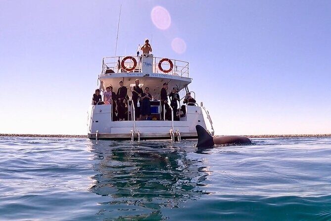 Swim with Wild Dolphins Day Tour - Key Points