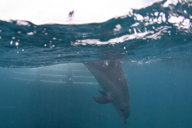 Swim with Wild Dolphins Day Tour - Authentic Insights from Travelers