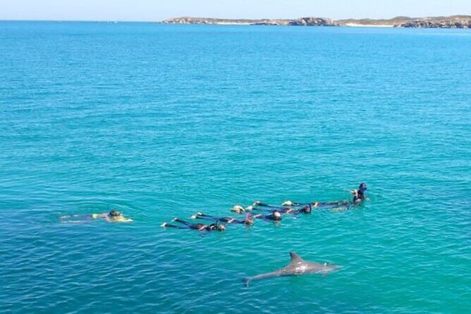 Swim with Wild Dolphins Day Tour - FAQs