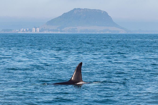 Swim With Wild Dolphins in Tauranga - What Do the Reviews Say?