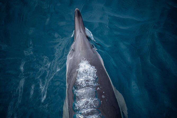 Swim With Wild Dolphins in Tauranga - Practical Details: What You Need to Know