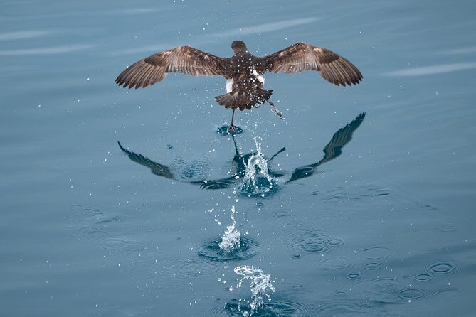 Swim With Wild Dolphins in Tauranga - The Sum Up: Who Should Book This Tour?