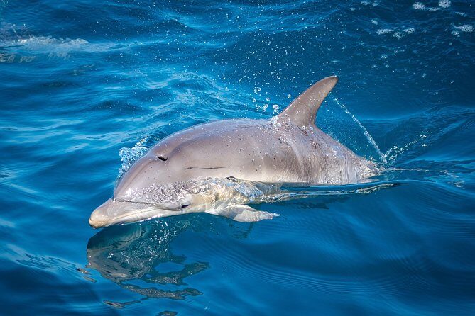 Swim With Wild Dolphins in Tauranga - FAQs