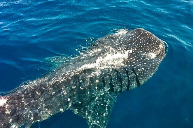 Swimming Expedition Whale Shark Departures from Cancun - FAQ