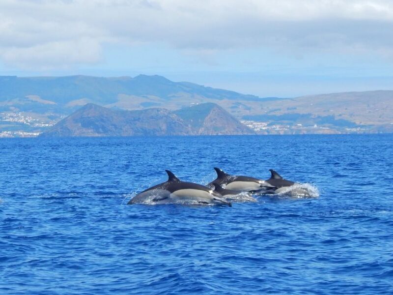 Swimming with Dolphins in Terceira Island - Key Points