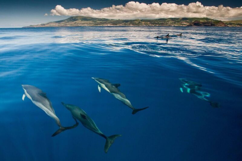 Swimming with Dolphins in Terceira Island - The Sum Up