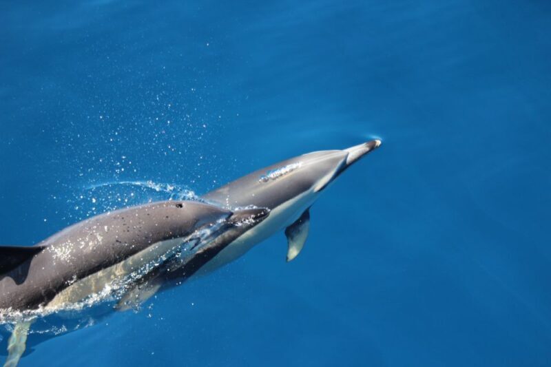 Swimming with Dolphins in Terceira Island - FAQ