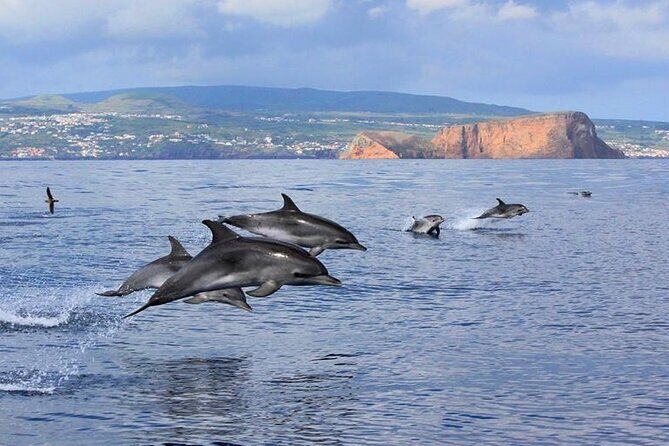 Swimming with Dolphins in Terceira Island - A Detailed Look at What You Can Expect