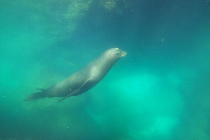 Swimming with sea lions in Isla Espiritu Santo, La Paz, Mexico - An In-Depth Look at the Tour Experience